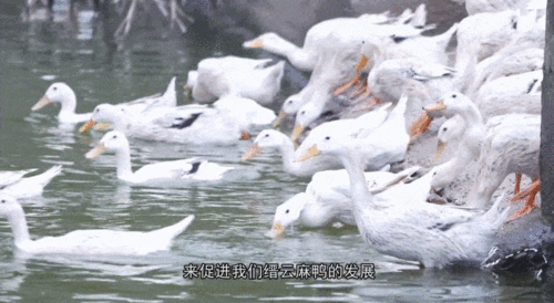 一只上过 健身房 的鸭子 成了浙江一地的 活招牌